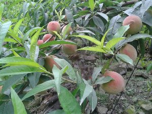 水蜜桃現場採果樹棵